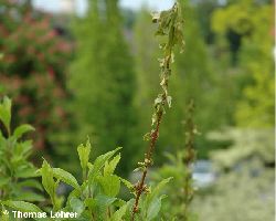 Spitzendürre an Forsythie