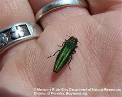 Einzelner Käfer (Größenvergleich: Hand)