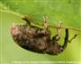 Einzelner Käfer (ca. 3 mm) (großes Bild)