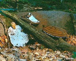 Verfärbung der Fruchtkörper durch die eigenen rostroten Sporen