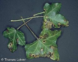 Colletotrichum-Blattbefall an drei Blättern