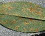 Schadbild der Blattunterseite (Sporenbelag) (großes Bild)