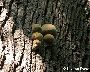 Knollenförmige, junge Fruchtkörper (großes Bild)