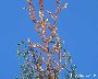 Braune Triebspitzen (Juniperus) (großes Bild)