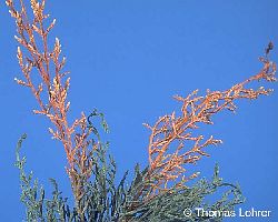 Braune Triebspitzen (Juniperus)