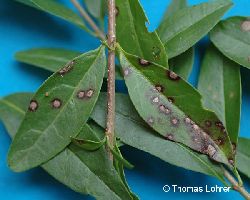 Cercospora ligustri: Schadbildübersicht