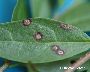 Cercospora ligustri: Blattoberseite (großes Bild)