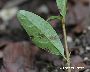 Cercospora ligustri: Blattunterseite (großes Bild)