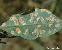 Betroffene Blattunterseite (Lonicera) (großes Bild)