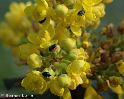 Mahonienblüte mit Käfern