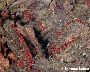 Rot gefärbte Fruchtkörper (Perithecien) (großes Bild)