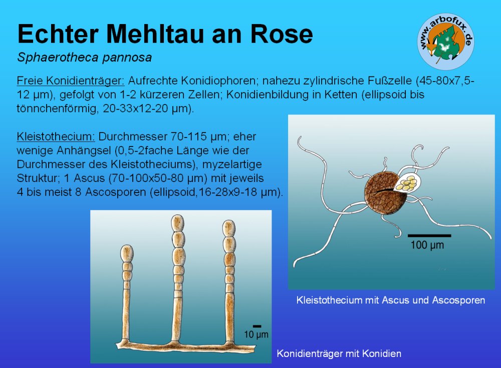echter-mehltau-an-rose-auf-arbofux-diagnose-datenbank-f-r-geh-lze