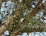 Mistelbusch mit Beerenbesatz (großes Bild)