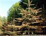 Nadelrost (C. abietis) an Picea pungens (großes Bild)