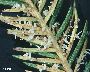 Aufplatzende Aecidiensporenlager (C. rhododendri) (großes Bild)