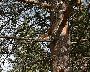Eichhörnchen im Baum (großes Bild)