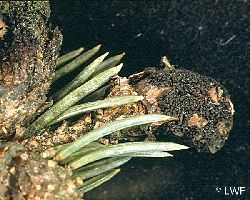 Befallene Knospe der Stechfichte mit Pilzfruchtkörpern