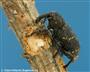 Käfer mit Fraßschaden (großes Bild)