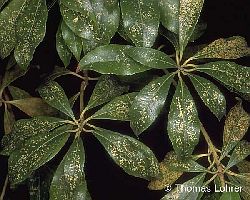 Blattsprenkelungen (an Pieris)