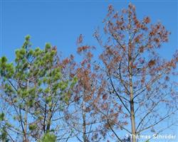Schadbild an Pinus pinaster 