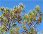 Schadbild an Pinus pinaster  (großes Bild)