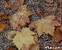 Optisch auffällige Platzminen im Herbstlaub (großes Bild)