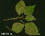 Schadbild von mehreren Blättern (großes Bild)