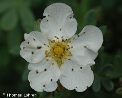 Geschädigte Blüten