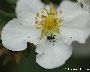 Käfer auf Blüte (großes Bild)