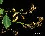 Schadbild an Prunus padus (großes Bild)
