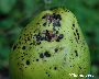 Schadbild an Birne (Frucht) (großes Bild)