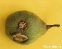 Schadbild an der Frucht einer Birne (großes Bild)