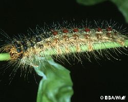 Raupe mit deutlichen blauen und roten Warzen