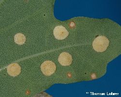 Einzelne linsenförmige Gallen auf der Blattunterseite