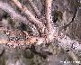 Frisch geschlüpfte Raupen (großes Bild)