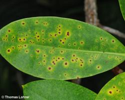 Pilzliche Blattflecken (frühes Schadbild von Colletotrichum sp.)