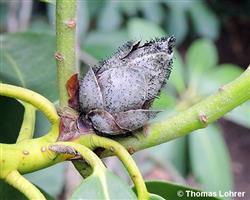 Geschädigte Knospe (mit schwarzem Pilzbelag)