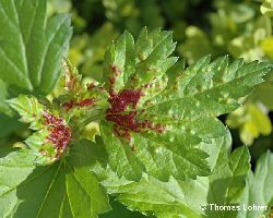 Deutlich rot gefärbte Blasenbildung