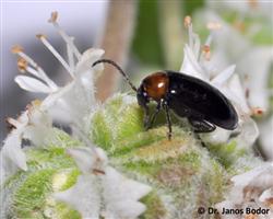 Einzelner Käfer