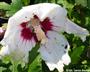 Käfer und Lochfraß an Hibiscus (großes Bild)