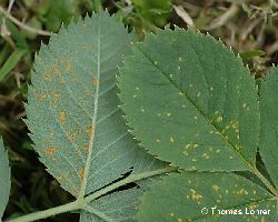 Befallenes Blatt (beide Seiten)