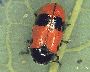 Einzelner Käfer (großes Bild)