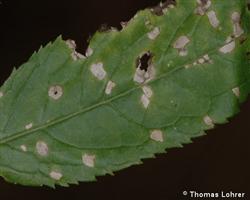 Cercospora-Blattflecken blattoberseits