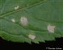 Cercospora-Blattflecken blattoberseits (großes Bild)