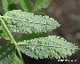 Auffällige Pockenbildung auf der Blattunterseite (Sorbus) (großes Bild)