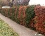 Geschädigte Hecke (Übersichtsbild) (großes Bild)