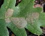 Vereinzelter Schabefraß, Blattoberseite (Eiche) (großes Bild)