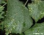 Schadbild (grüne Gallen) (großes Bild)