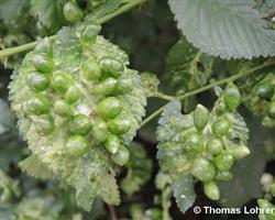 Stark befallenes Blatt